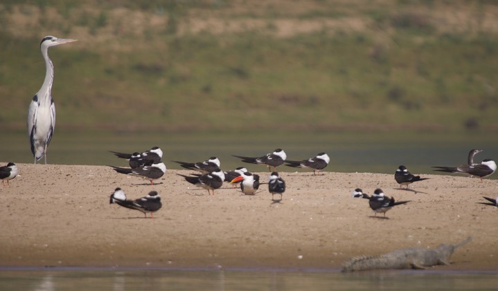 Heron, Grey Ardea cinerea w Indian Skimmer Rynchops albicollis3