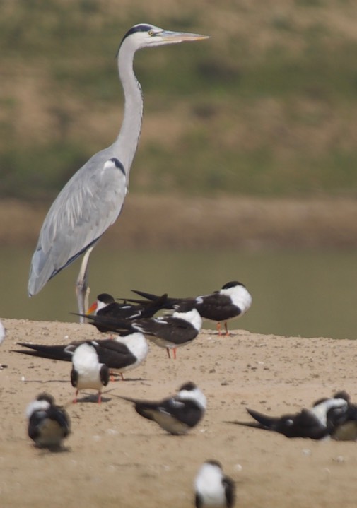 Heron, Grey Ardea cinerea w Indian Skimmer Rynchops albicollis