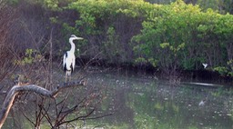 Heron, Grey5