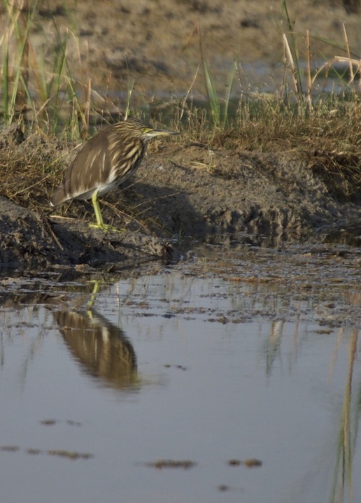 Heron, Indian Pond. Ardeola grayii g1