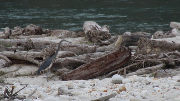 Heron, White-bellied 1