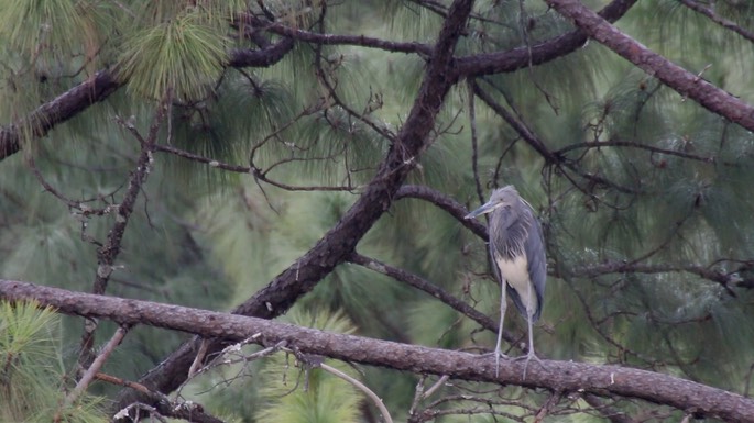 Heron, White-bellied 2