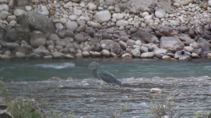 Heron, White-bellied 3
