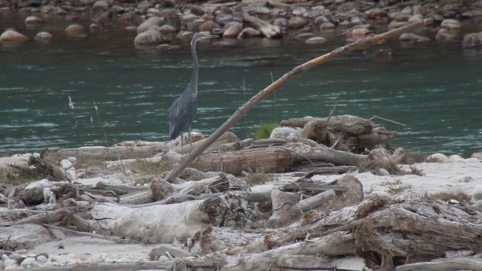 Heron, White-bellied 4