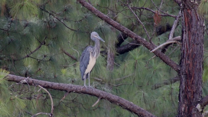 Heron, White-bellied 5