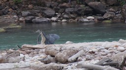 Heron, White-bellied 6