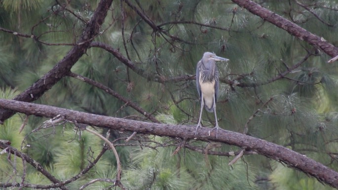 Heron, White-bellied