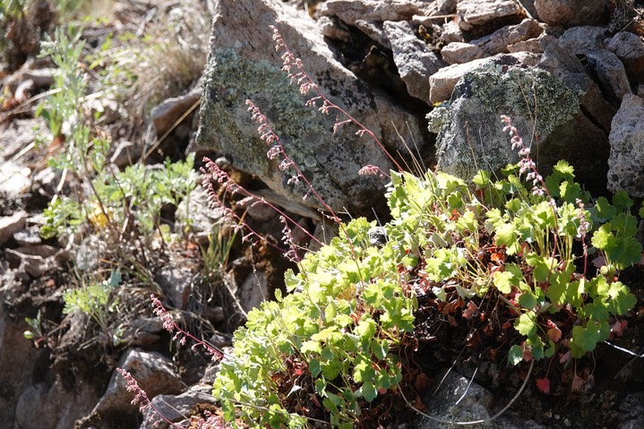 Heuchera rubescens, Pink Alumroot2