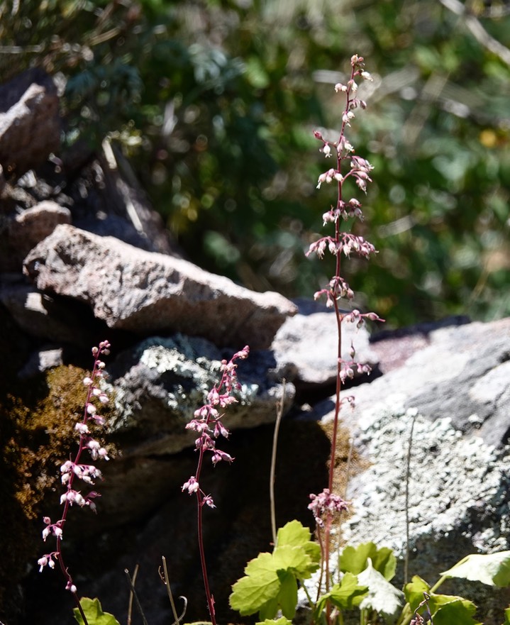 Heuchera rubescens, Pink Alumroot1