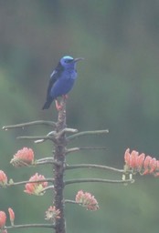 Honeycreeper, Red-legged 1
