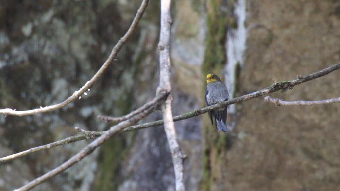 Honeyguide, Yellow-rumped 2
