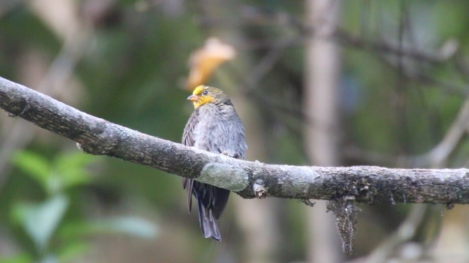 Honeyguide, Yellow-rumped 3