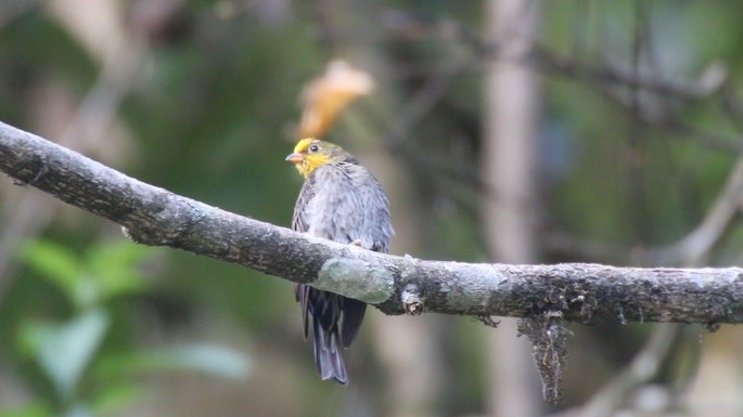 Honeyguide, Yellow-rumped 4