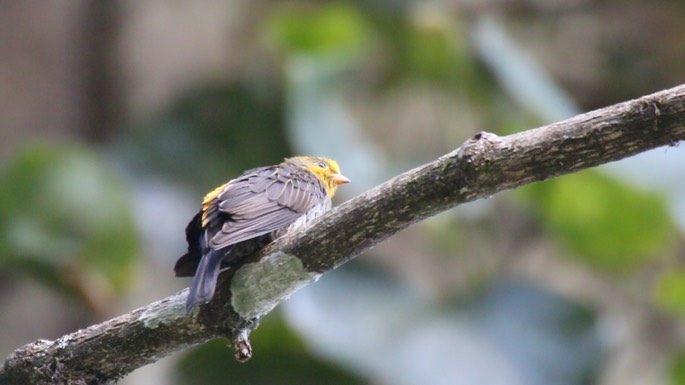 Honeyguide, Yellow-rumped 5