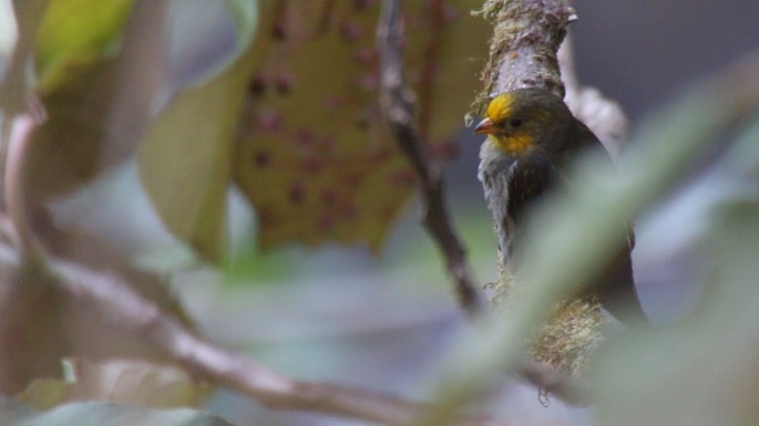 Honeyguide, Yellow-rumped