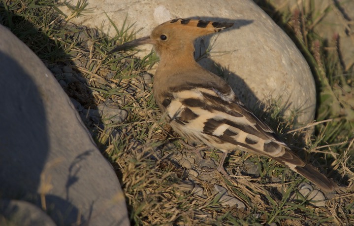 Hoopoe, 6