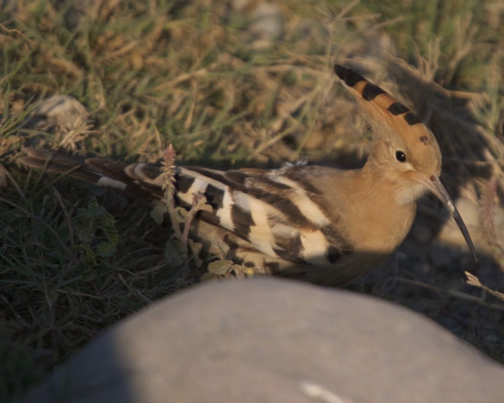 Hoopoe, 7