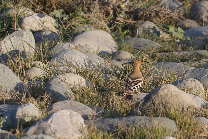 Hoopoe, Common  Upupa epops1