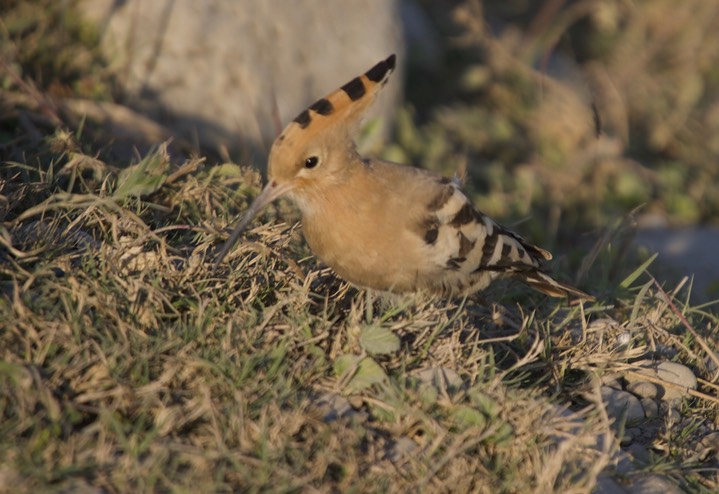 Hoopoe, Common  Upupa epops