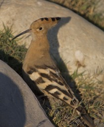 Hoopoe, Common  Upupa epops5