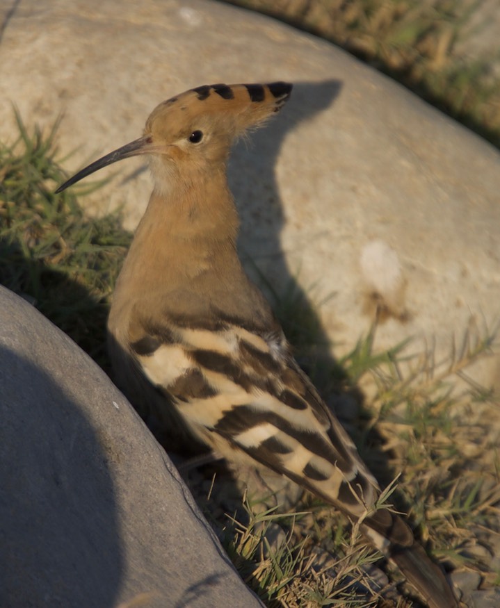 Hoopoe, Common  Upupa epops5
