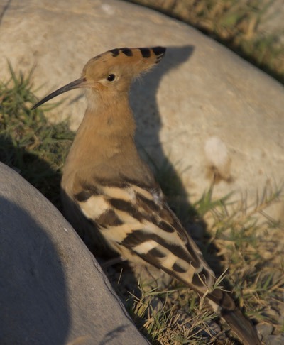 Hoopoe, Common  Upupa epops5
