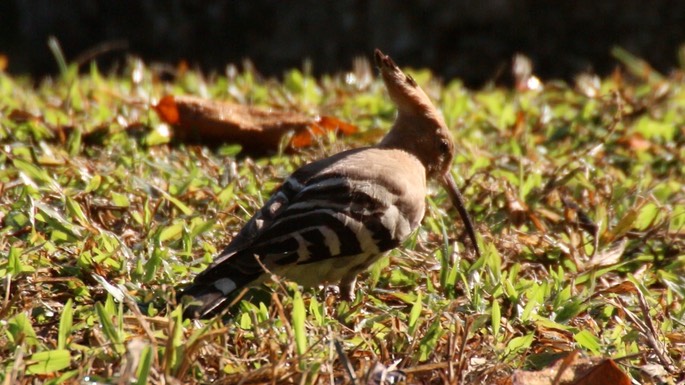 Hoopoe, Common 2