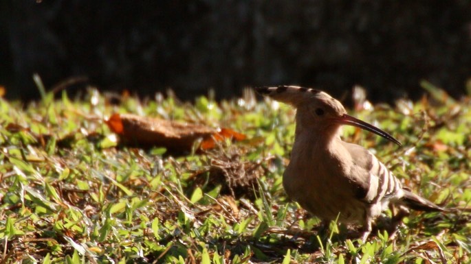 Hoopoe, Common 3