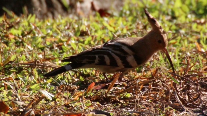 Hoopoe, Common 4