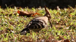Hoopoe, Common