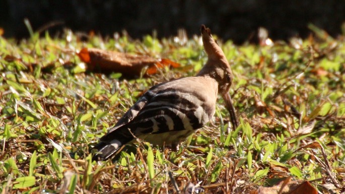 Hoopoe, Common