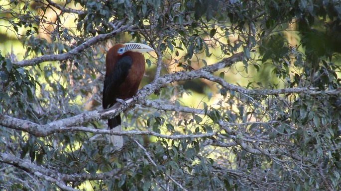 Hornbill, Rufous-necked