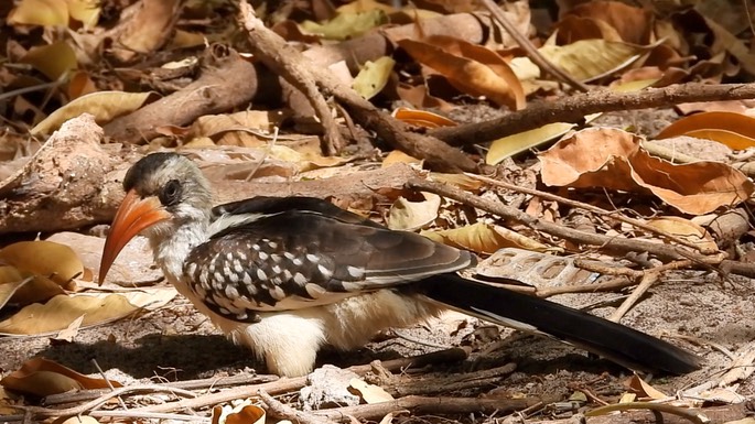 Hornbill, Western Red-billed 2