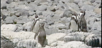 Humboldt Penguin