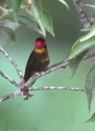 Hummingbird, Ruby-Topaz 7