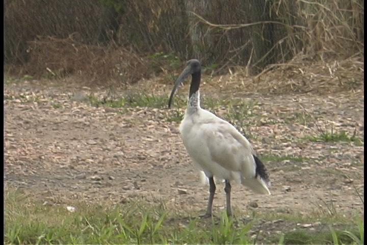 Ibis, Australian White 1