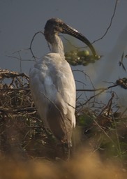 Ibis, Black-headed. Threskiornis melanocephalus