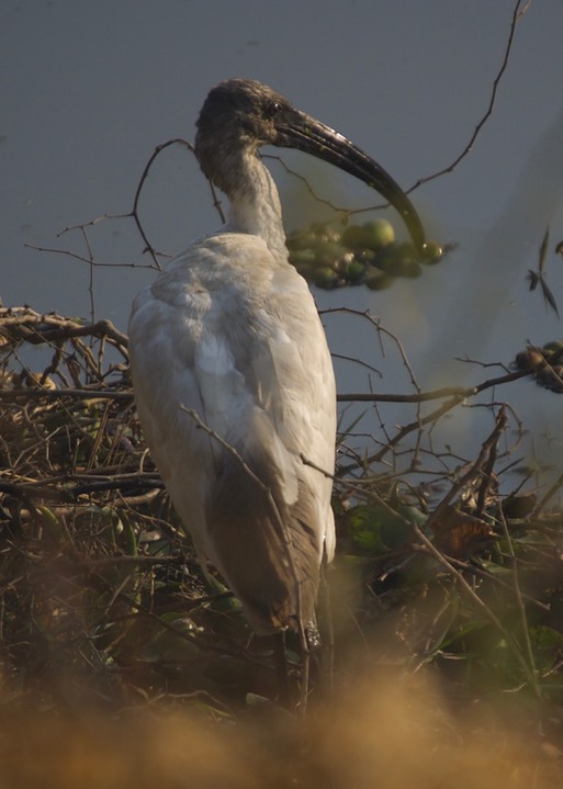 Ibis, Black-headed. Threskiornis melanocephalus