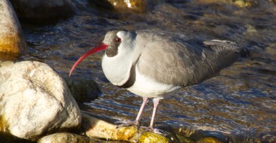 Ibisbill 2