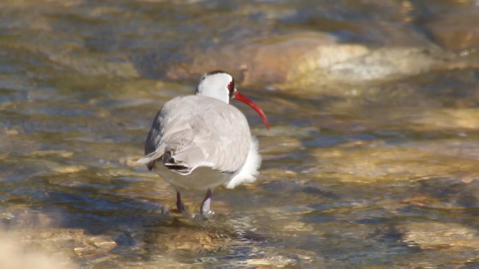 Ibisbill 2