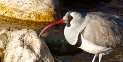 ibisbill