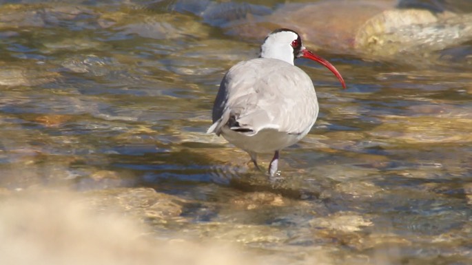 Ibisbill 3