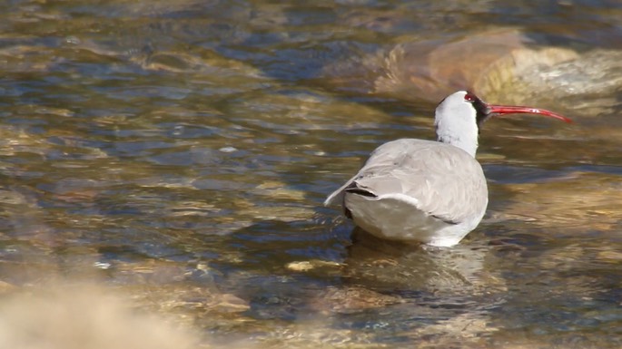 Ibisbill 4