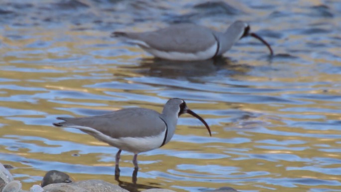 Ibisbill