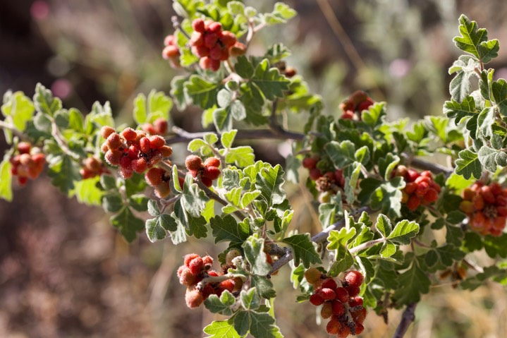 Rhus trilobata, Lemonadeberry