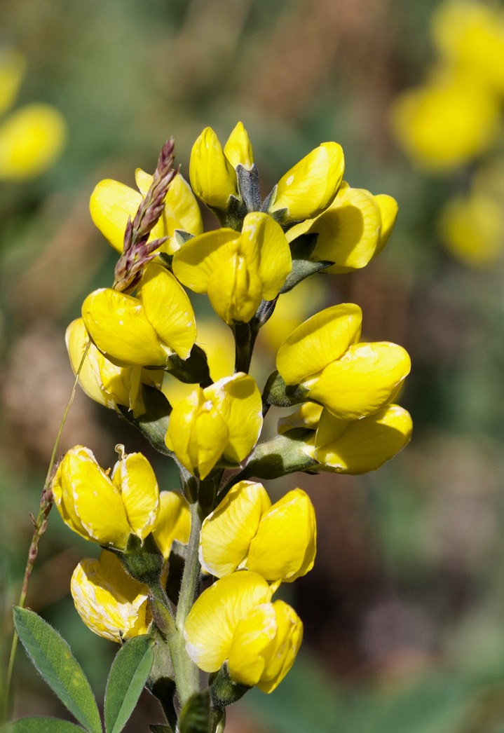 Thermopsis rhombifolia