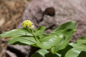 IMG_3684