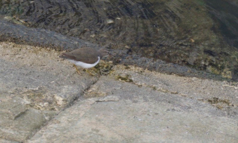 IMG 8763