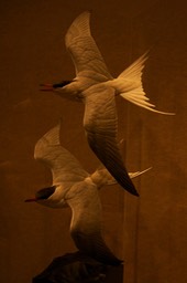 IMG_9154