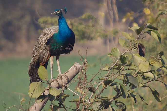 indian-peafowl-2_med